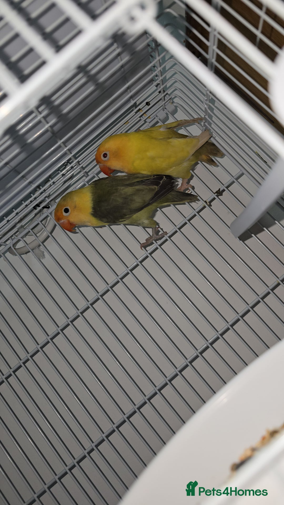 Lovebirds birds for sale: Love birds - Advert 3