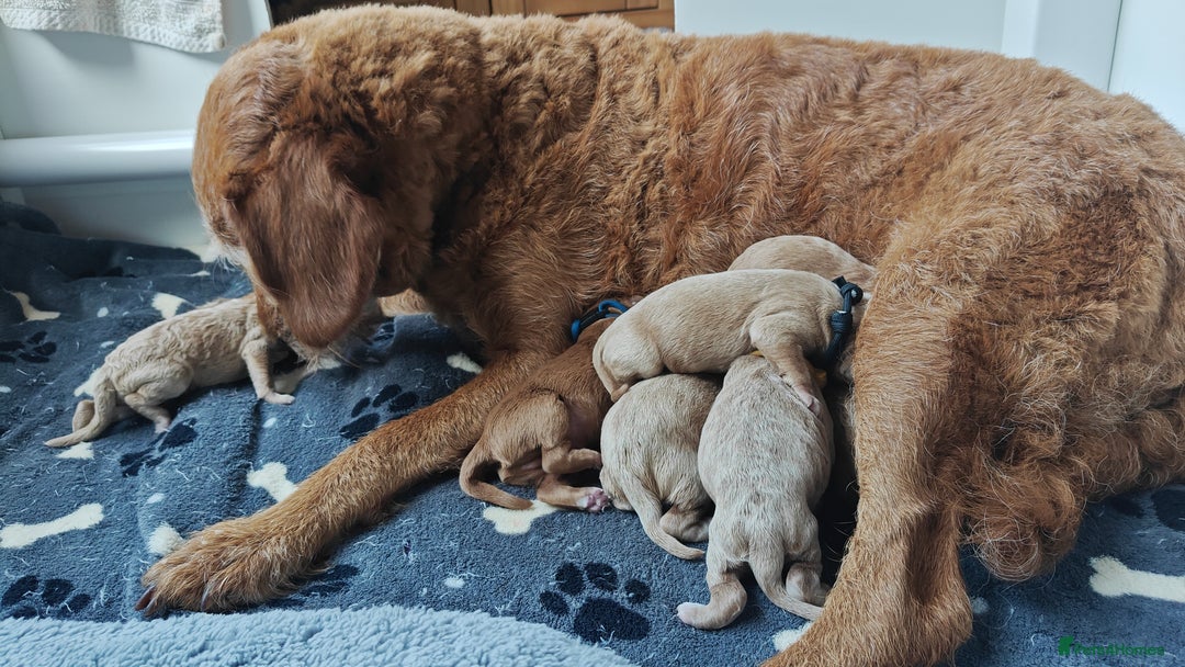 Mixed Breed dogs for sale: ✨2 Health Tested Australian Labradoodles ✨ - Image 5