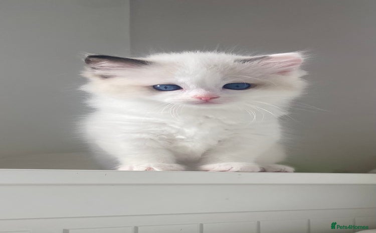 Ragdoll cats - Advert 4