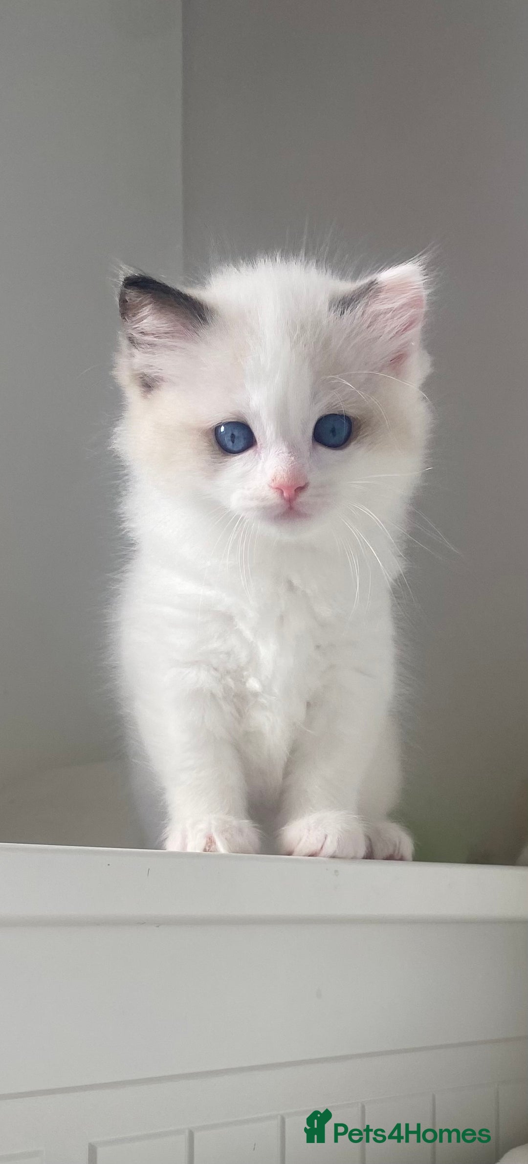Ragdoll cats for sale: GCCF Family Reared Ragdoll Kittens - Image 1