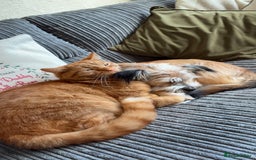 Domestic Shorthair cats for sale: Ginger cat - Advert 3