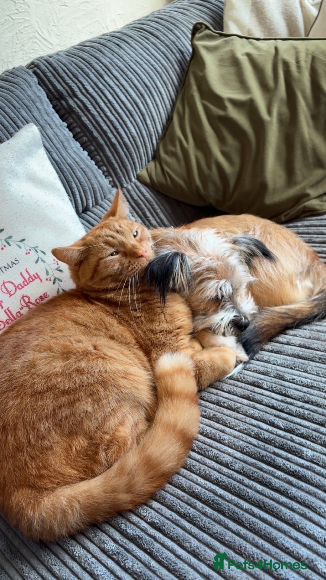 Domestic Shorthair cats for sale: Ginger cat - Advert 3