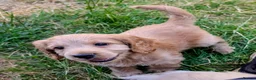 Cockapoo dogs for sale: Licensed breeder, health tested F1 cockapoos - Advert 13