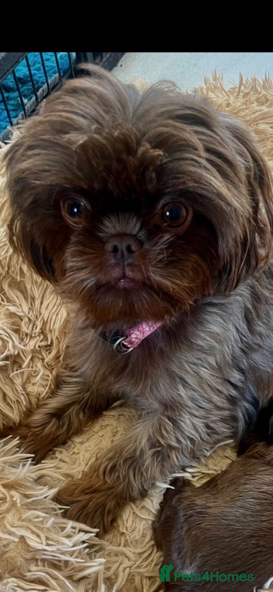 Shih Tzu dogs Chocolate imperial shih tzu - Advert 2