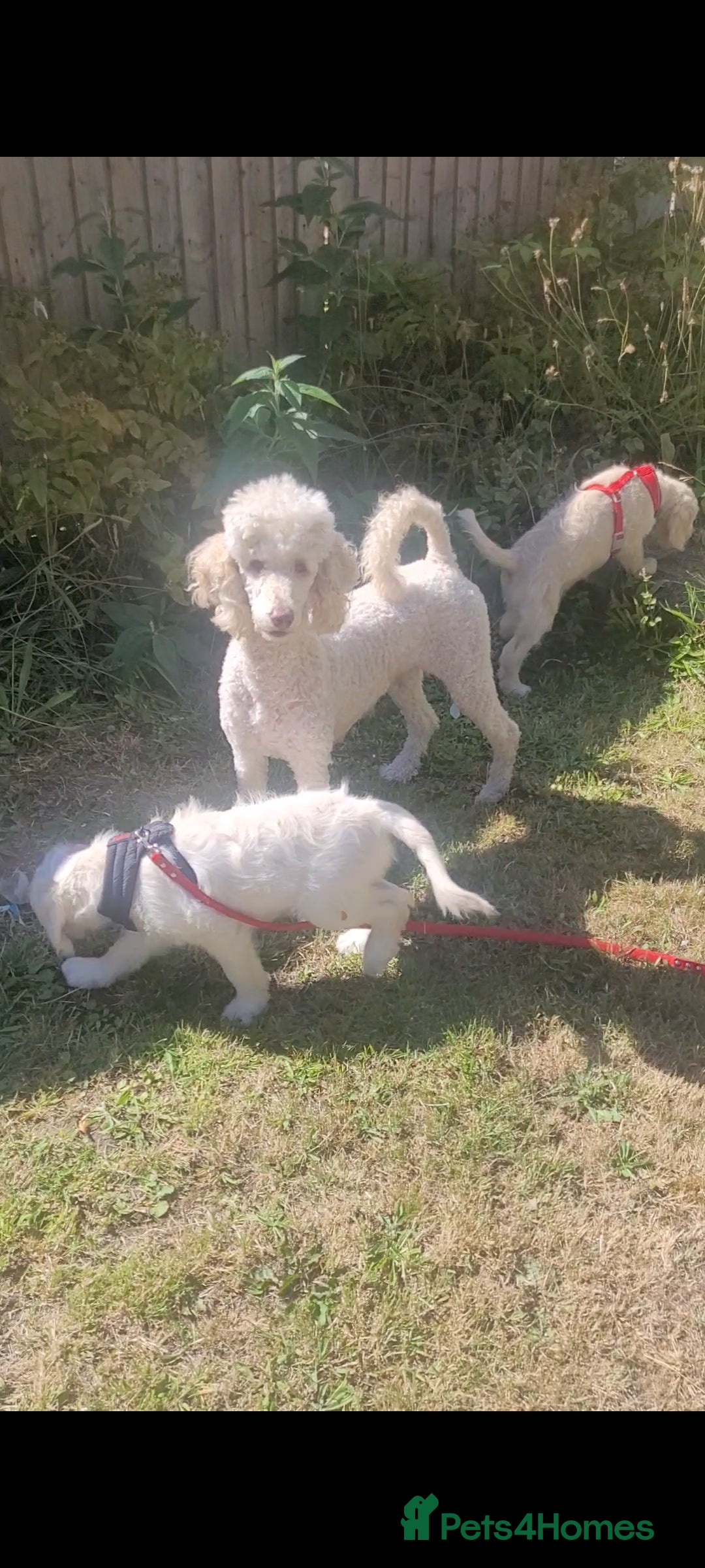 Goldendoodle dogs for sale: F1 Golden doodles by Varity Doodles  - Image 13