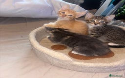 British Shorthair cats for sale: Kittens For Sale - Image 1