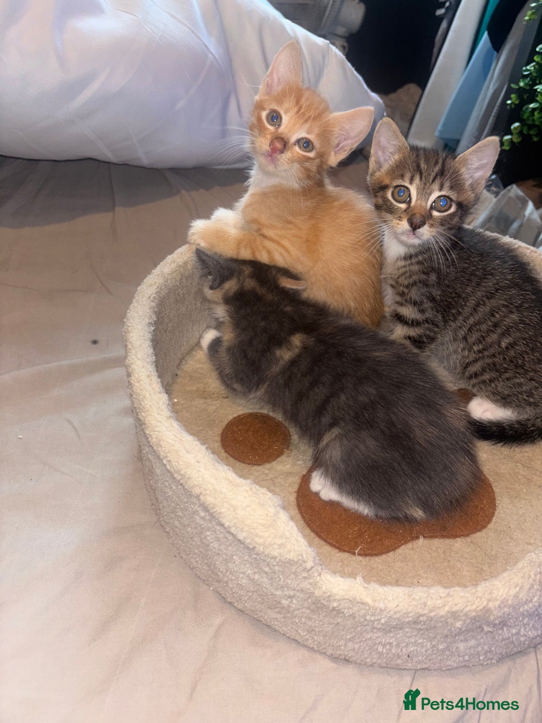 British Shorthair cats for sale: Kittens For Sale - Image 1