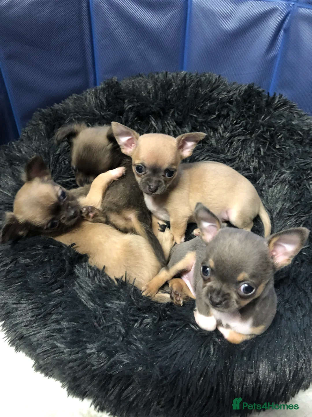 Chihuahua dogs for sale: Long haired and short haired chihuahua puppies - Advert 1