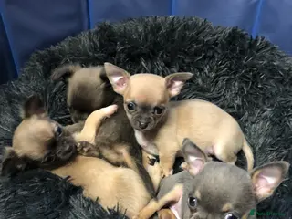 Chihuahua dogs Long haired and short haired chihuahua puppies - Advert 2