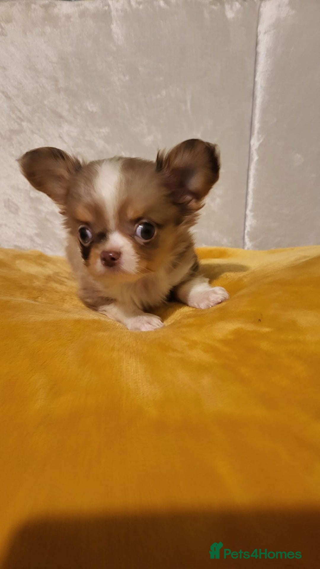 Chihuahua dogs for sale: Beautiful Long-Haired Chihuahua Puppies - Advert 9
