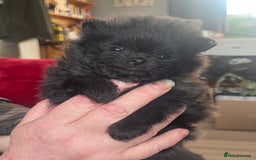 Pomeranian dogs for sale: Stunning KC reg Pomeranians  - Image 8