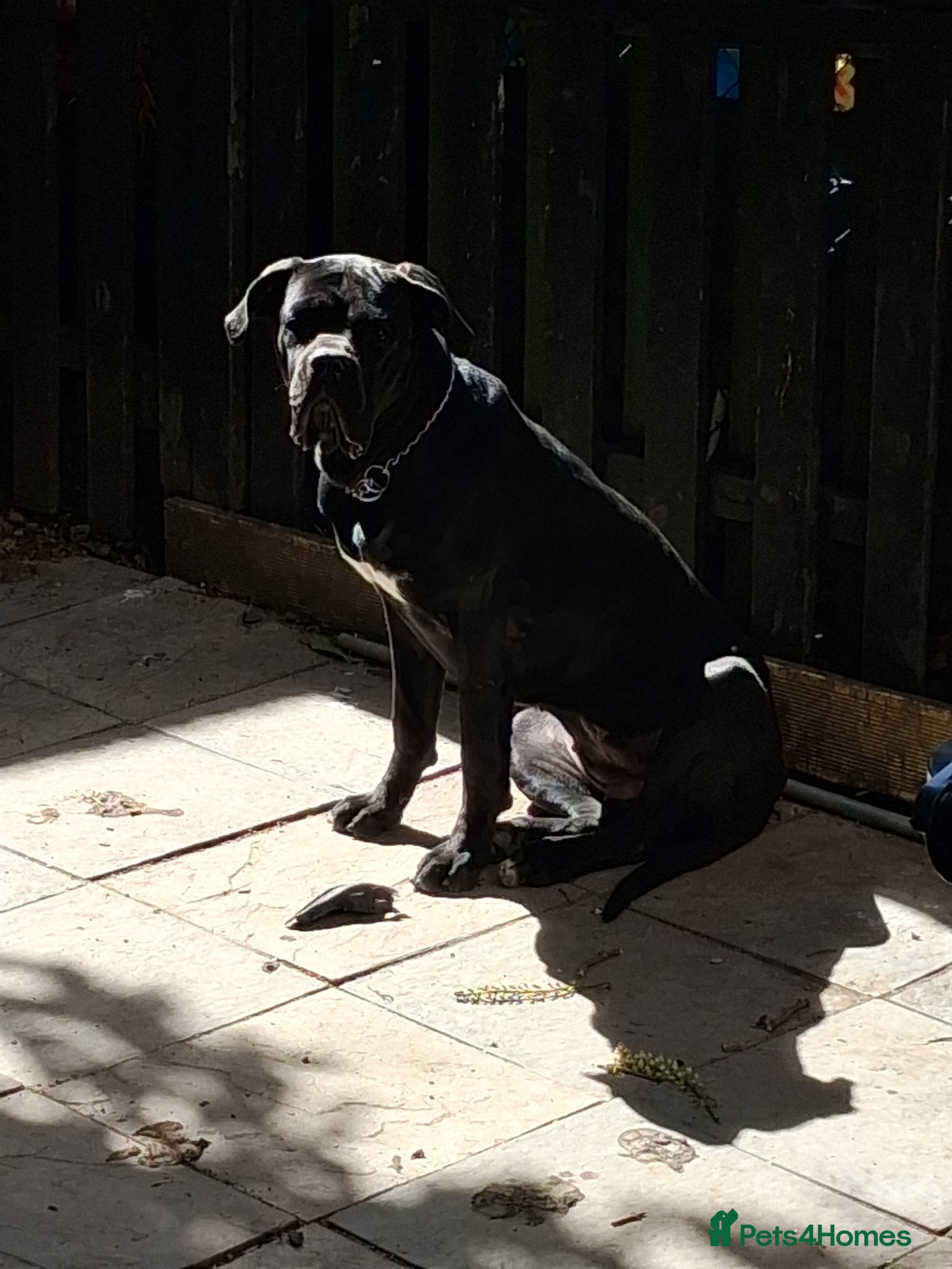 Cane Corso dogs Lovely puppy  - Advert 2