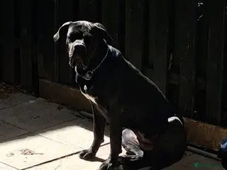 Cane Corso dogs Lovely puppy - Advert 2