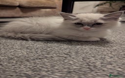 Ragdoll cats for sale: Ragdoll kitten 🌟 1 sweet girl - Image 4