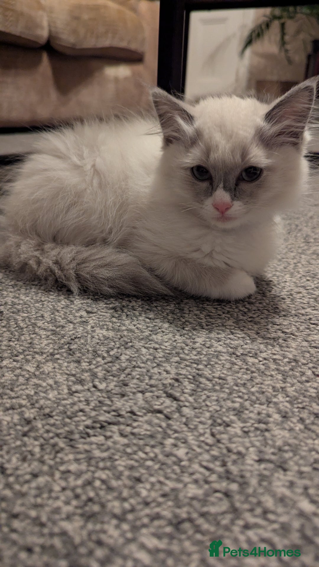 Ragdoll cats for sale: Ragdoll kitten 🌟 1 sweet girl - Image 4