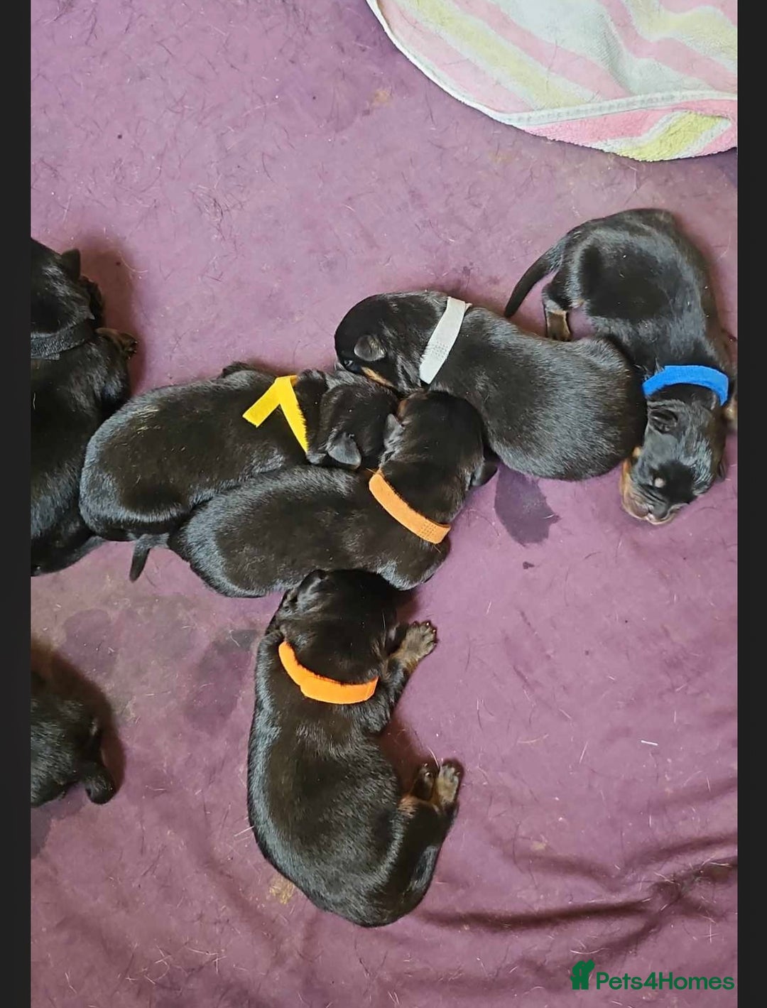 Rottweiler dogs for stud: Pablo in Birmingham - Advert 5