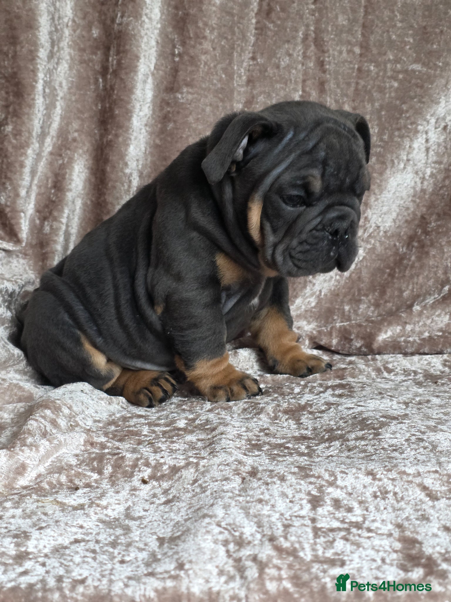 English Bulldog dogs british bulldog pups ready now  - Advert 13
