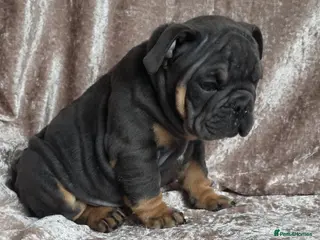 English Bulldog dogs british bulldog pups ready now - Advert 13