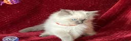 Ragdoll cats for sale: ChampionBloodline 5GENpedigree BSH GCCFreg.parents - Advert 14