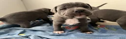 Staffordshire Bull Terrier dogs for sale: Blue Staffy pups valglo blood line  in Liskeard - Advert 6