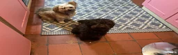 Miniature Poodle dogs for sale: Chocolate poodle  - Advert 2