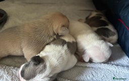 French Bulldog dogs for sale: Beautiful KC Reg French Bulldog Pups - Image 7