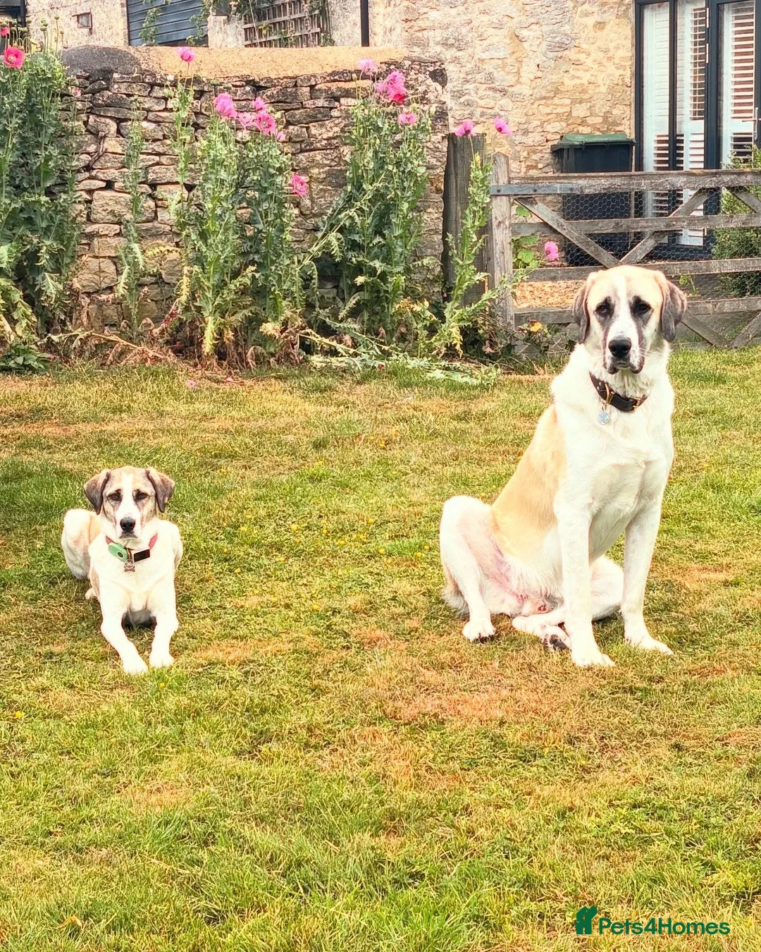 Mixed Breed dogs for adoption: Dexter The Gentle Giant ❤️ - Advert 12