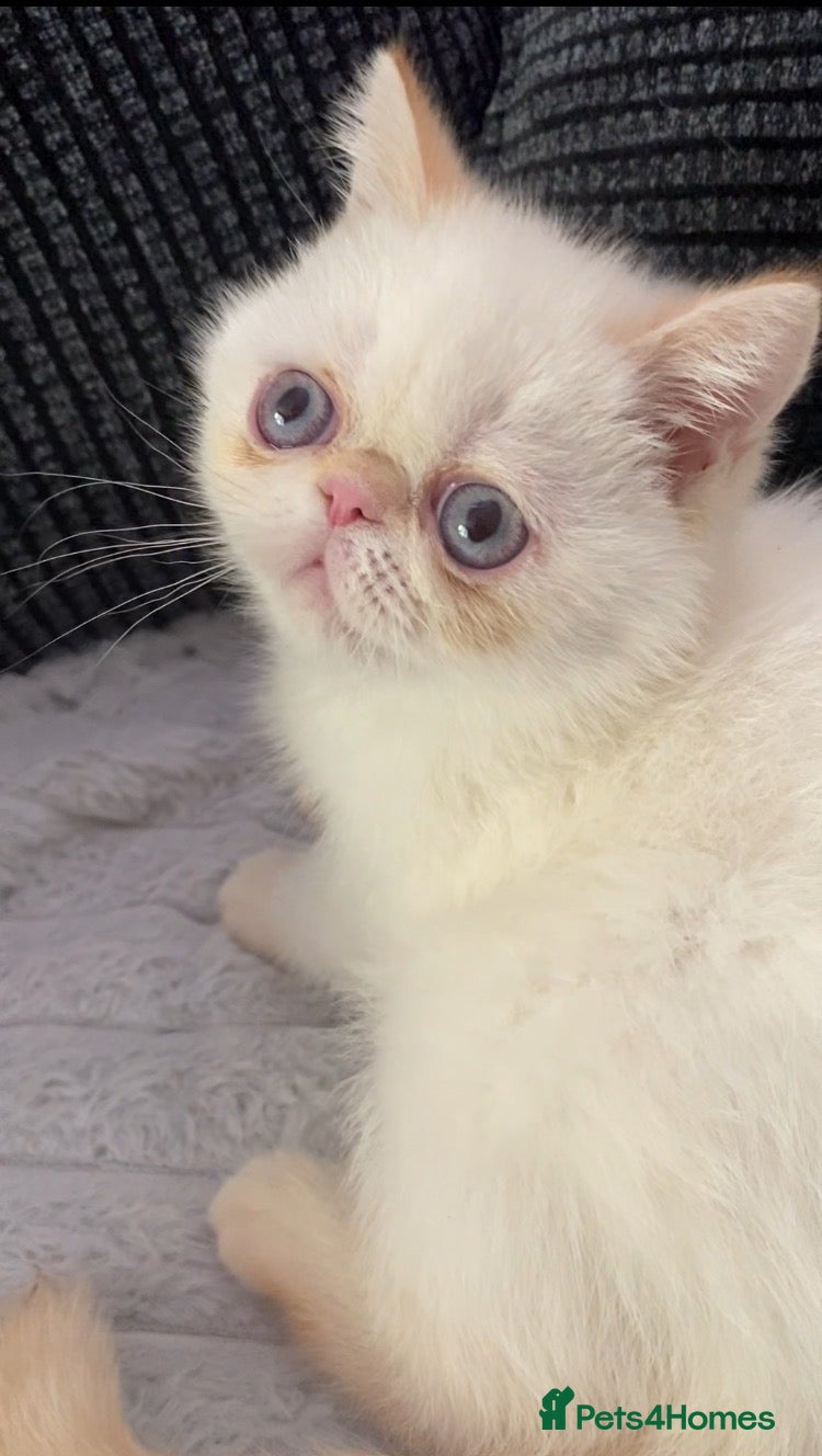 Exotic cats GCCF Registered Exotic Colour Point Kittens - Advert 8