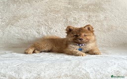 Chow Chow dogs for sale: Exotic colour chowsky puppies for sale  - Image 8