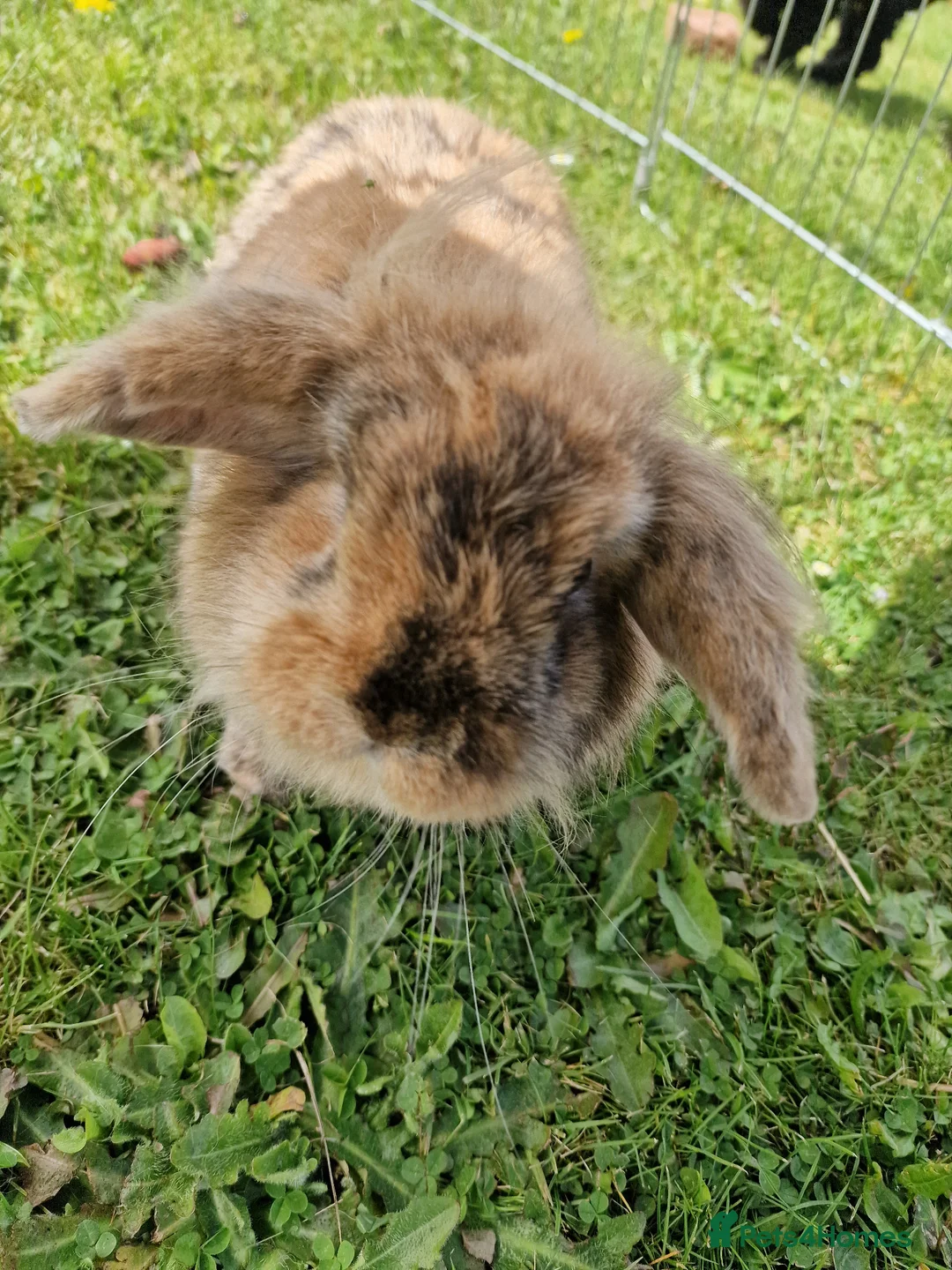 Lionhead rabbits for sale: Beautiful Female lionhead lop eader rabbits  - Advert 5