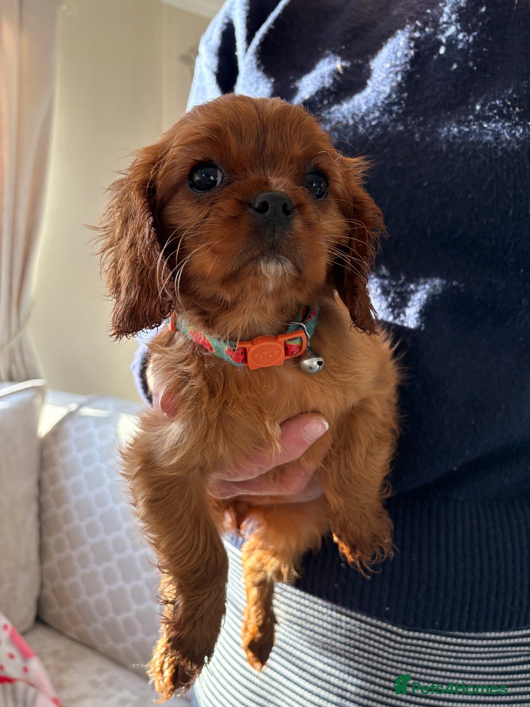 Cavalier King Charles Spaniel dogs for sale: Cavalier King Charles pups  - Advert 28