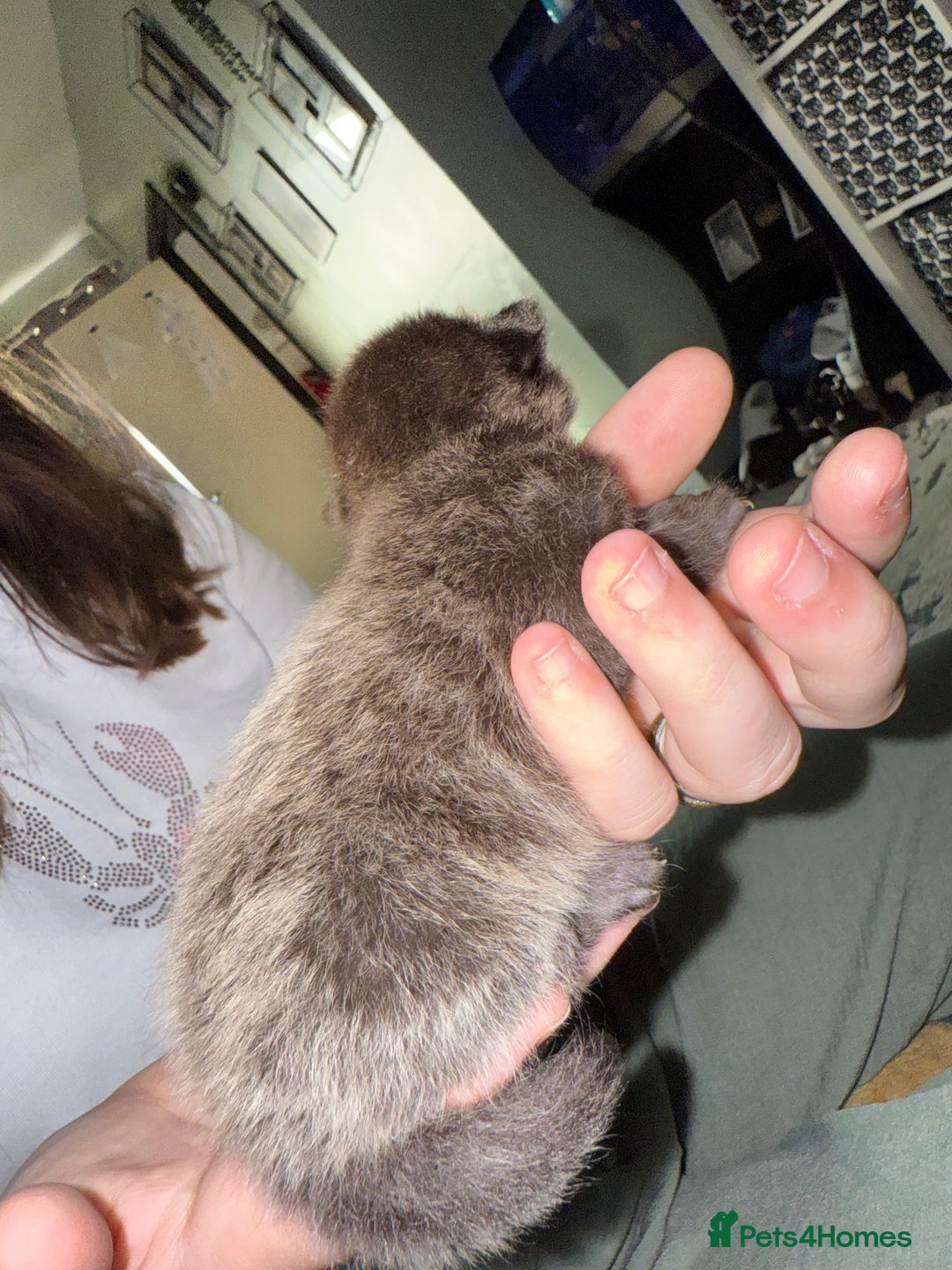 Mixed Breed cats for sale: 3 Gorgeous Girls - Image 11