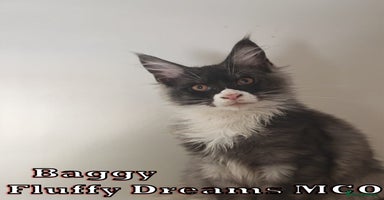 Maine Coon cats - Advert 1