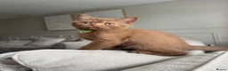 British Shorthair cats for sale: 🏆 bloodlines, Health tested patents, Gccf reg  - Advert 5