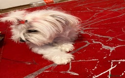 Maltese dogs for sale: Lolita is looking for a new loving family - Advert 11