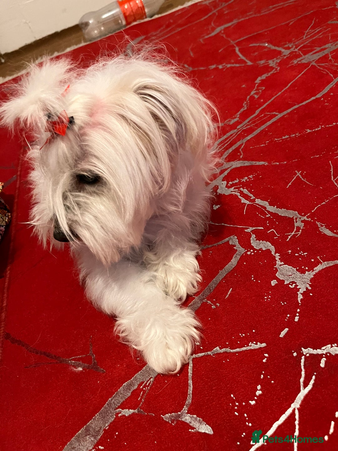 Maltese dogs for sale: Lolita is looking for a new loving family - Advert 11