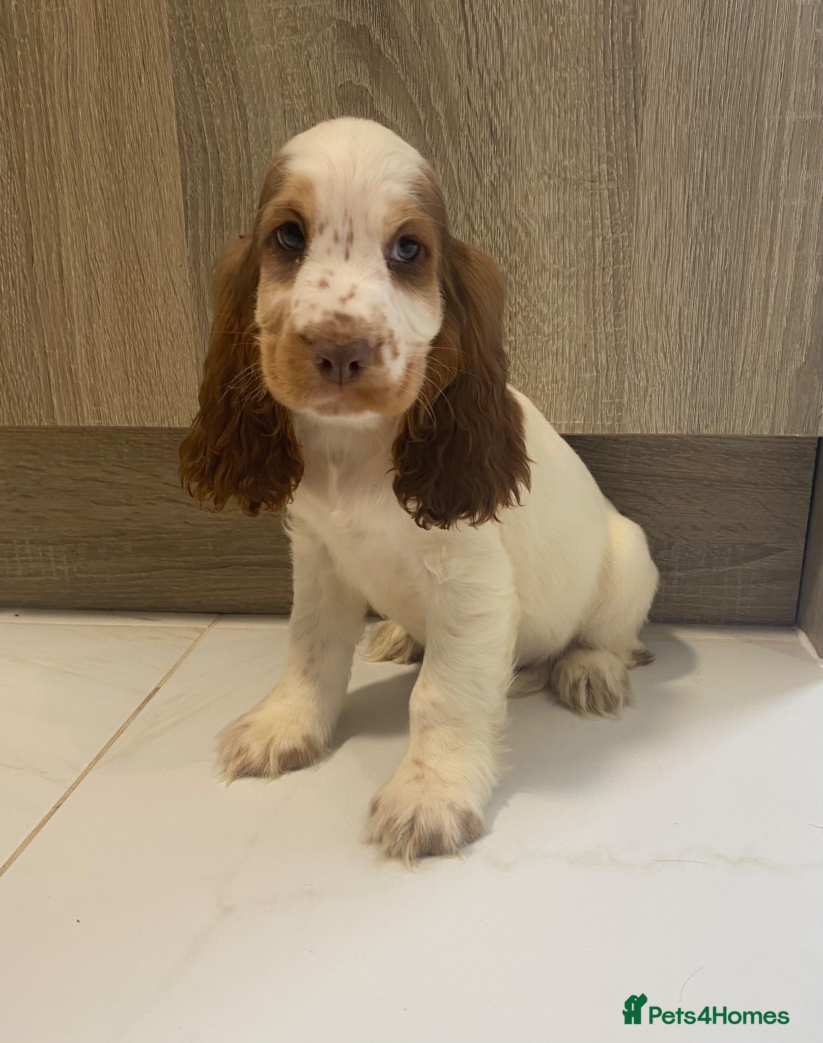 Cocker Spaniel dogs 🐾STUNNING KC REGISTERED SHOW COCKERS🐾 - Advert 1