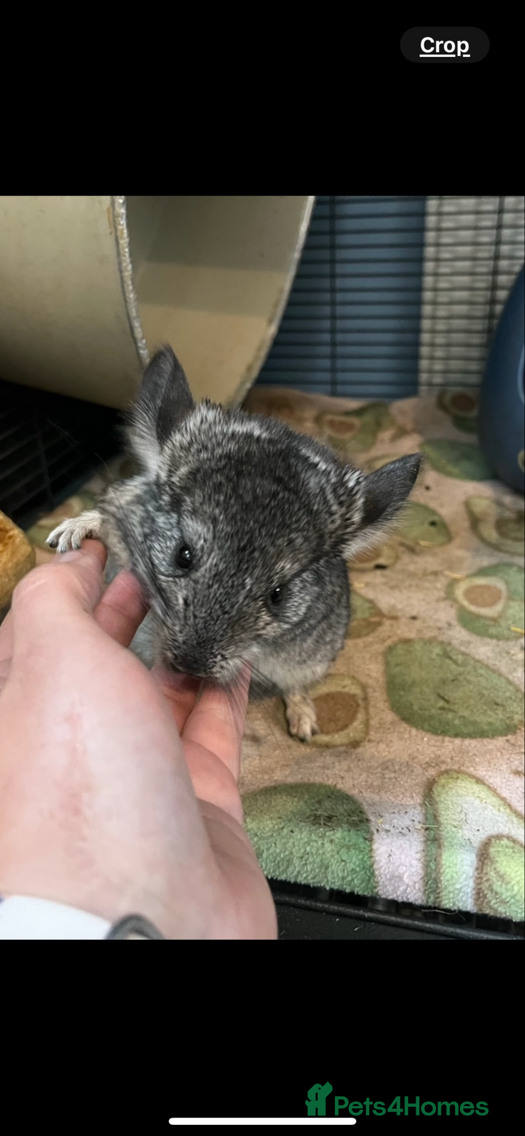 Chinchilla rodents for sale: Chinchilla set up and 4 chinchilla  - Advert 3