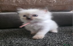 Ragdoll cats for sale: Fully Vaccinated Ragdolls ready 8th Nov - Image 15