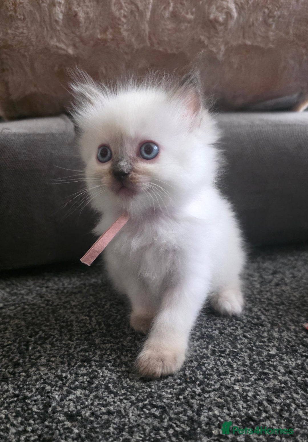 Ragdoll cats for sale: Fully Vaccinated Ragdolls ready 8th Nov - Image 15
