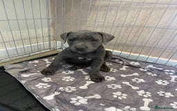 Staffordshire Bull Terrier dogs for sale: KC blue Staffordshire  - Image 1