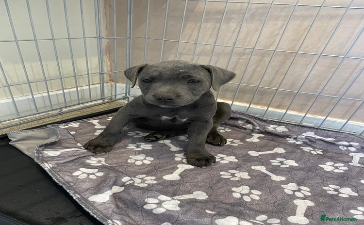 Staffordshire Bull Terrier dogs - Advert 5