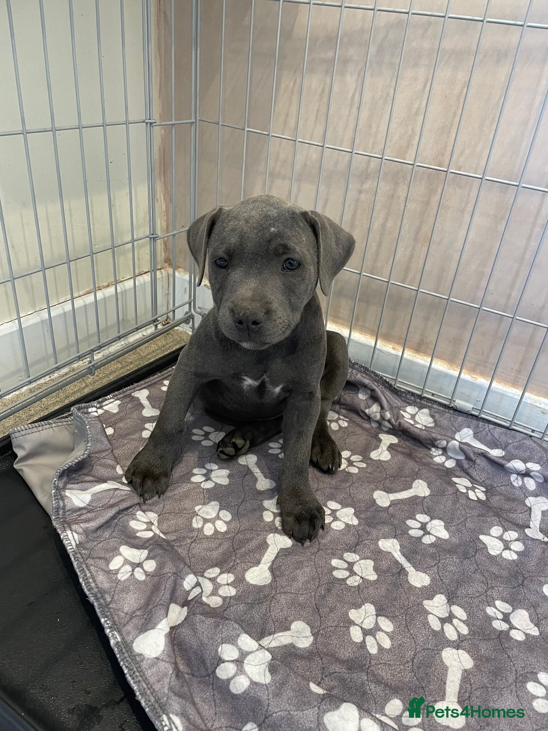Staffordshire Bull Terrier dogs for sale: KC blue Staffordshire  - Image 1