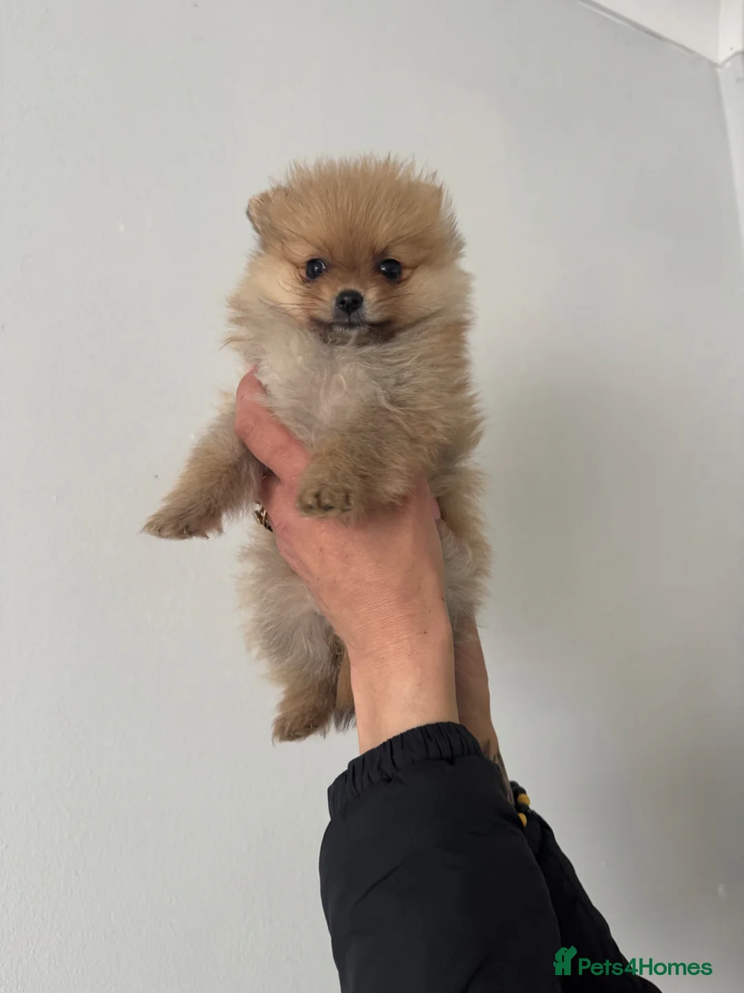 Pomeranian dogs for sale: Pomeranian puppies ready to leave  - Advert 2