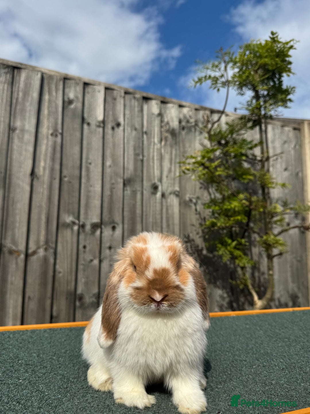 Mini Lop rabbits for sale: Mini lop for sale  - Image 3