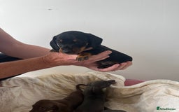 Miniature Dachshund dogs for sale: mini dachshund puppys❗️LAST BOY❗️ - Image 5