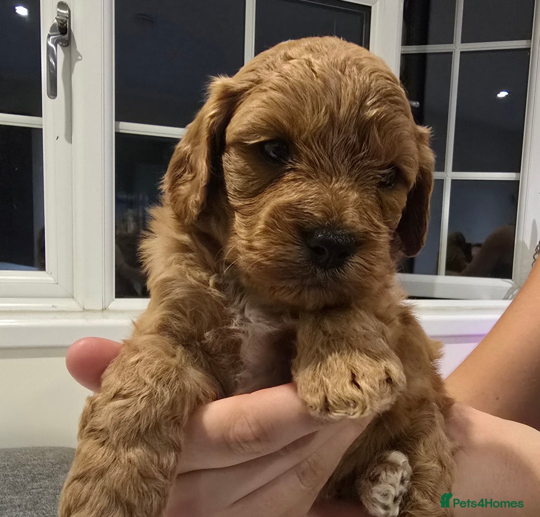 Cavapoo dogs for sale: Stunning Deep red health tested f1 cavapoos  - Image 5