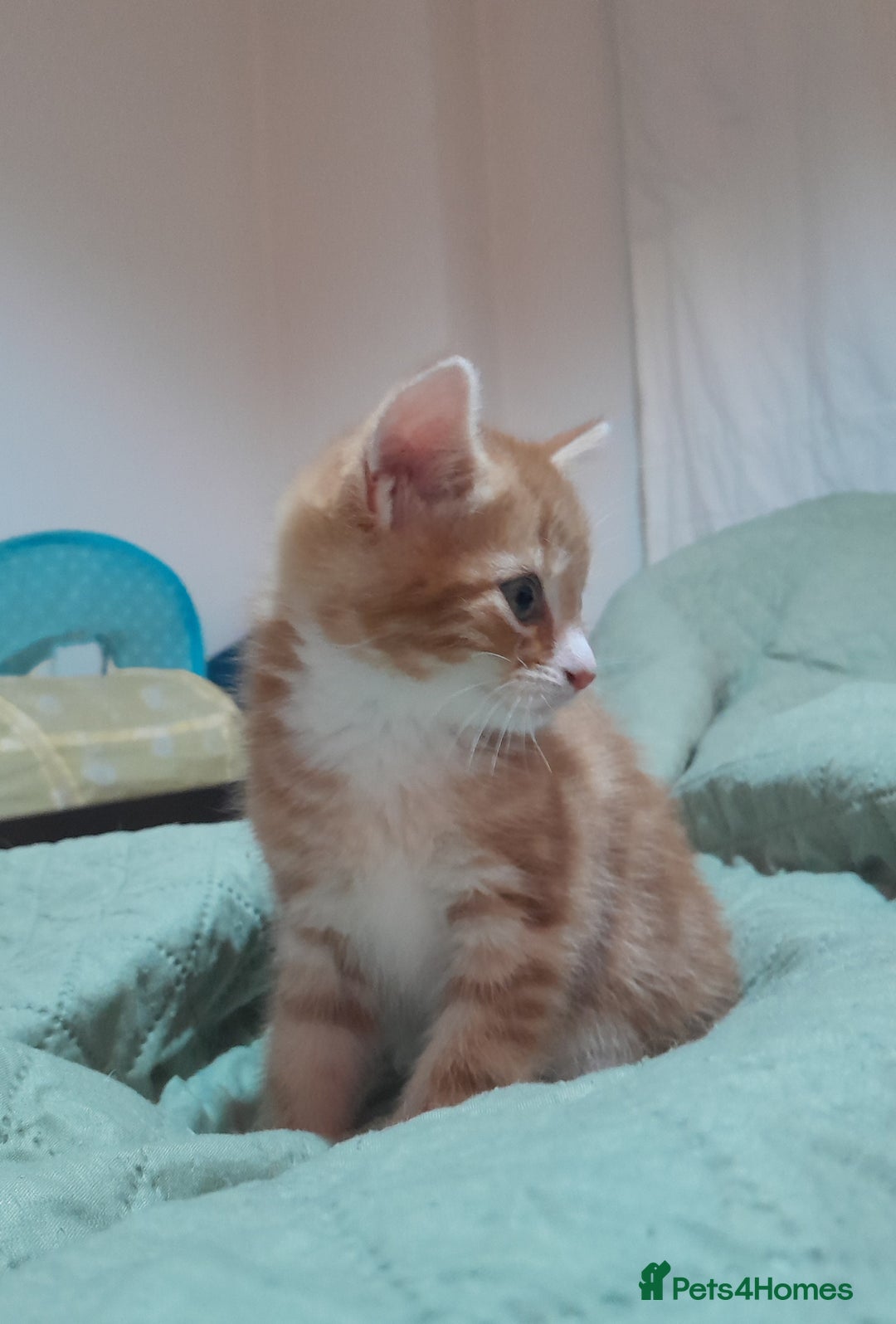 Mixed Breed cats for sale: 3 gorgeous kittens 😺😸😻 - Advert 14