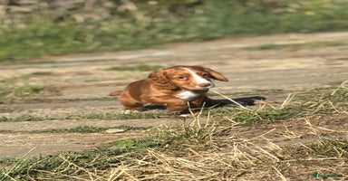 Cocker Spaniel dogs - Advert 15