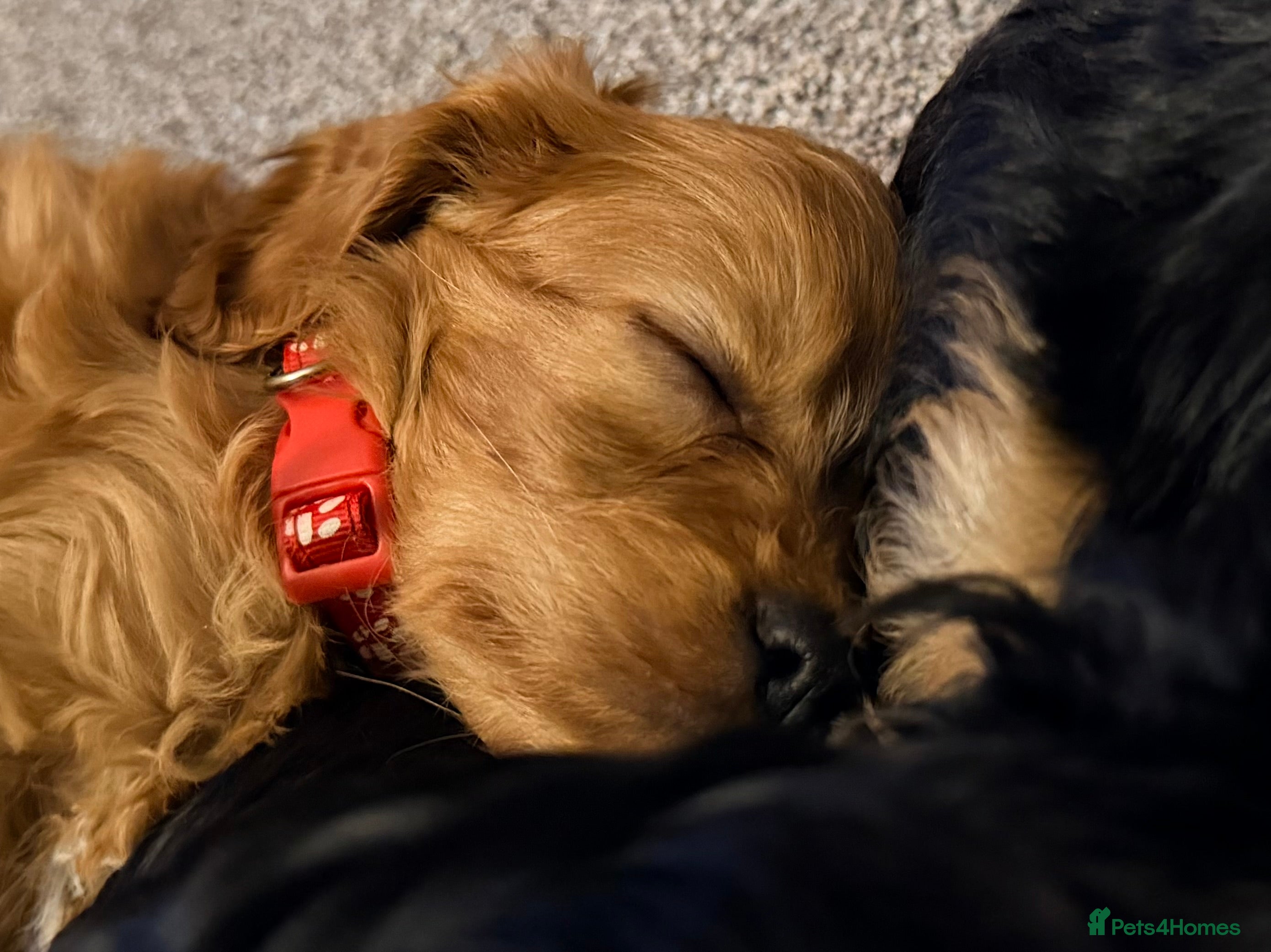 Cavapoo dogs Health Tested F1 TOY Cavapoo Puppies  - Advert 10